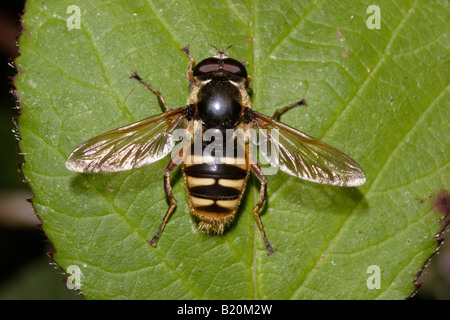 Barré jaune bog hover fly Sericomyia silentis Syrphidae sur la lande UK Banque D'Images