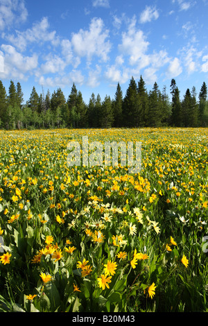 Domaine de la balsamorhize Arrowleaf coloré fleurs sauvages dans la Forêt Nationale de l'Idaho Targhee Banque D'Images