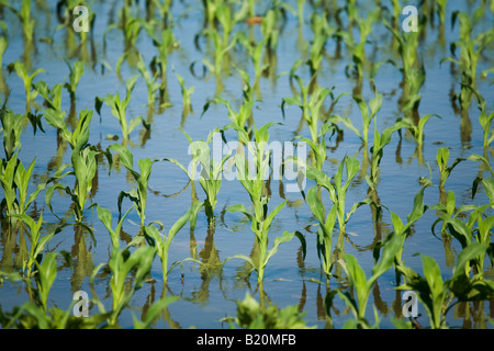 Comté de Kenosha WISCONSIN rangées de plantes dans un champ de maïs inondées en raison des fortes pluies de printemps Banque D'Images