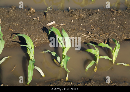 Comté de Kenosha WISCONSIN rangées de plantes dans un champ de maïs inondées en raison des fortes pluies de printemps Banque D'Images