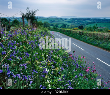 Fleurs de Printemps sauvage sur le côté d'un chemin de campagne dans la région de Dartmoor National Park près de Clapham, Devon, Angleterre Banque D'Images