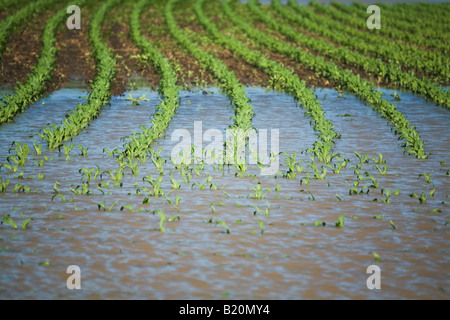 Comté de Kenosha WISCONSIN rangées de plantes dans un champ de maïs inondées en raison des fortes pluies de printemps Banque D'Images