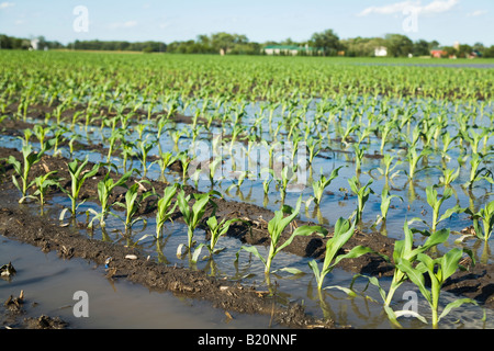 Comté de Kenosha WISCONSIN rangées de plantes dans un champ de maïs inondées en raison des fortes pluies de printemps Banque D'Images