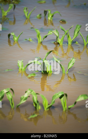 Comté de Kenosha WISCONSIN rangées de plantes dans un champ de maïs inondées en raison des fortes pluies de printemps Banque D'Images