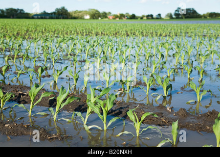 Comté de Kenosha WISCONSIN rangées de plantes dans un champ de maïs inondées en raison des fortes pluies de printemps Banque D'Images