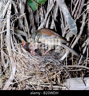 Bruant zizi Emberiza cirlus Cirl Zaunammer homme au nid avec poussins mendicité Ammern Betteln aves les animaux oiseaux Bruant ziz Banque D'Images