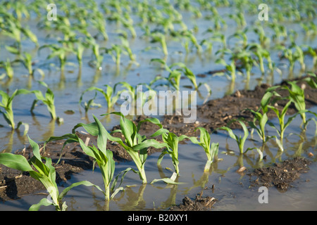 Comté de Kenosha WISCONSIN rangées de plantes dans un champ de maïs inondées en raison des fortes pluies de printemps Banque D'Images