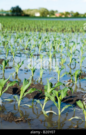 Comté de Kenosha WISCONSIN rangées de plantes dans un champ de maïs inondées en raison des fortes pluies de printemps Banque D'Images