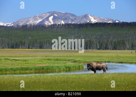 Les bisons du champ près de Madison Yellowstone National Park Banque D'Images