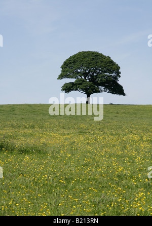 Arbre isolé dans un pré de renoncules contre un ciel bleu. Banque D'Images