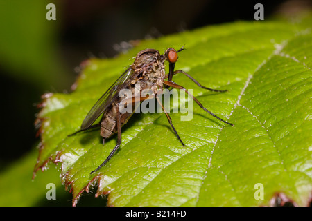 Empis livida Empididae fly Dance UK femelle Banque D'Images