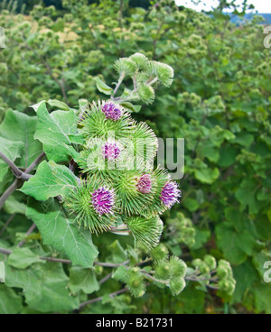 Bur burr bardane Arctium lappa bardane Arctium lappa major Compositae majus à la marge d'un champ d'or premier bloom Banque D'Images