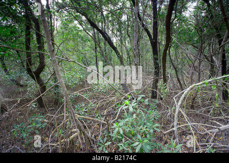 Une forêt dense dans le parc national des Everglades, Florida, USA Banque D'Images