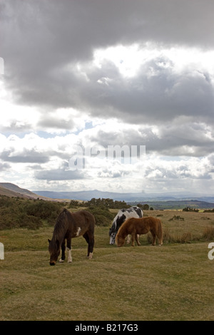 Les poneys sauvages dans la Montagne Noire, Pays de Galles Banque D'Images