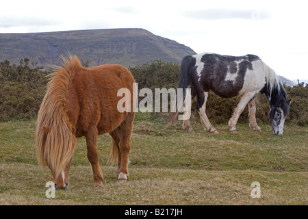 Les poneys sauvages dans la Montagne Noire, Pays de Galles Banque D'Images