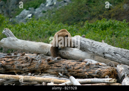 Ours brun côtières en équilibre sur du bois flotté sur la plage de Katmai National Park & Preserve, Alaska, United States, USA Banque D'Images