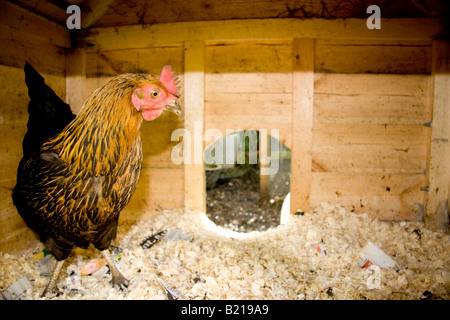 Un Rock noir poulet hybride sur litière de copeaux de bois à l'intérieur d'un poulailler en bois traditionnel dans le Suffolk en Angleterre Banque D'Images