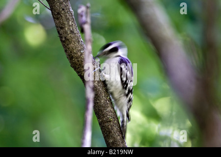 Pic mineur (Picoides pubescens) Banque D'Images