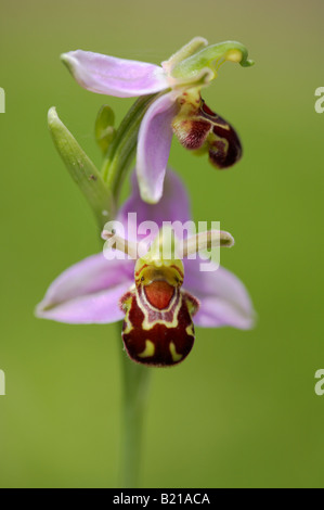 Wild l'orchidée abeille (Ophrys apifera) sur une prairie de Norfolk UK Banque D'Images