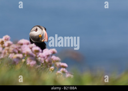 Pointe de macareux de derrière les fleurs roses Banque D'Images