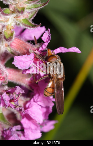 Cerclée de noir hover fly Rhingia campestris museau Syrphidae sur la salicaire Lythrum salicaria UK Banque D'Images