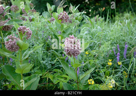 ...L'asclépiade Asclepias syriaca .. Banque D'Images