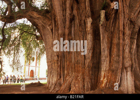 El Tule un plus grand arbre cyprès du Mexique en Amérique latine Santa Maria Del Tule Oaxaca Mexique Banque D'Images
