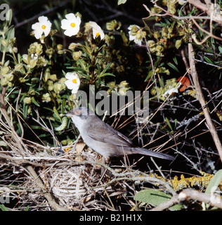 Fauvette pitchou Sylvia undata Dartford Warbler femme au nid avec les poussins animaux oiseaux Aves Brutpflege Grasmuecken Jungenaufzu Banque D'Images