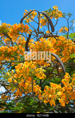 Arbre Flamboyant en fleurs Aruba Banque D'Images