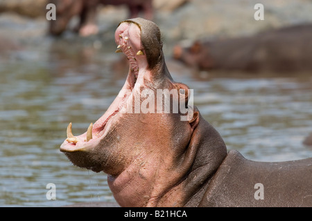 Le bâillement d'hippopotames Hippopotamus amphibius Ratama Seronera River Tanzanie Serengeti Piscine Banque D'Images