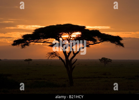 Lever du soleil dans le Parc National de Serengeti, Tanzanie, silhouetting acacia Banque D'Images