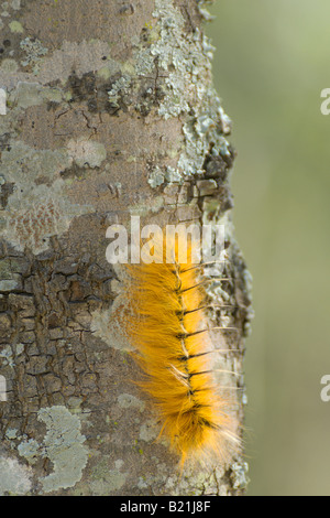 Pachymeta Msasa robusta espèce de papillon butterfly chenilles Caterpillar jaune orange belle grappe larves larve poilue sur Msasa Banque D'Images