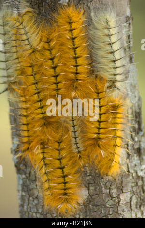 Pachymeta Msasa robusta espèce de papillon butterfly chenilles Caterpillar jaune orange belle grappe larves larve poilue sur Msasa Banque D'Images