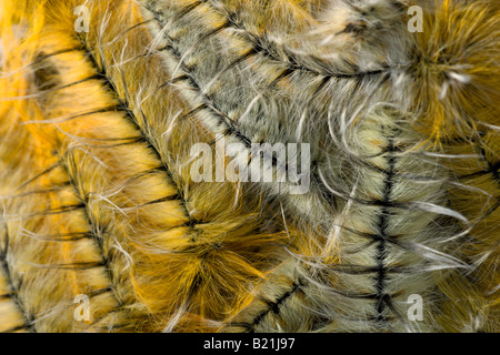 Pachymeta Msasa robusta espèce de papillon butterfly chenilles Caterpillar jaune orange belle grappe larves larve poilue sur Msasa Banque D'Images