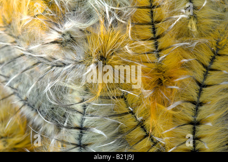 Pachymeta Msasa robusta espèce de papillon butterfly chenilles Caterpillar jaune orange belle grappe larves larve poilue sur Msasa Banque D'Images