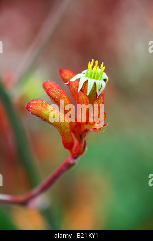 Anigozanthos 'Amber' en velours. Patte de kangourou flower Banque D'Images