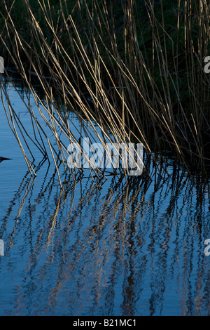 Reflet de roseaux dans l'eau bleu foncé Banque D'Images