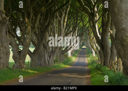 Route bordée d'arbres connus sous le nom de the Dark hedges près de Stanocum le comté d'Antrim en Irlande du Nord GO UK EU Europe Banque D'Images