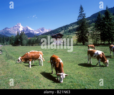 Autriche Filzmoos vaches dans un décor alpin Banque D'Images