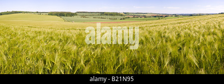 Un champ d'orge de Cotswold qui pousse près du village de Taddington, Gloucestershire, Royaume-Uni Banque D'Images