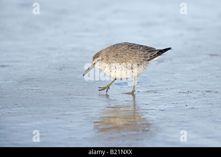 Maubèche Calidris canutus marche sur les vasières de la baie de Liverpool en plumage d'hiver noeud février7788 Banque D'Images