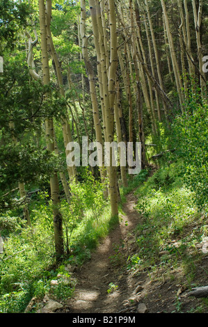 Sentier à travers la forêt de trembles dans les PECOS Désert montagnes Sangre de Cristo Nouveau Mexique. Photographie numérique Banque D'Images
