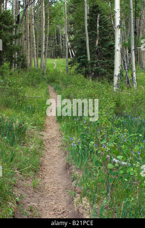 Sentier à travers la forêt de trembles dans les PECOS Désert montagnes Sangre de Cristo Nouveau Mexique. Photographie numérique Banque D'Images