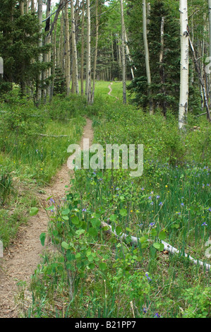 Sentier à travers la forêt de trembles dans les PECOS Désert montagnes Sangre de Cristo Nouveau Mexique. Photographie numérique Banque D'Images