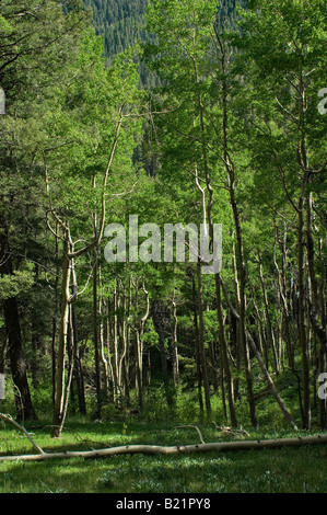 Forêt de trembles dans les PECOS Désert montagnes Sangre de Cristo Nouveau Mexique. Photographie numérique Banque D'Images