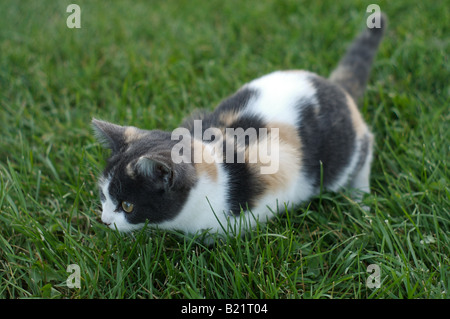 Chaton dans l'herbe courte prépare à bondir Banque D'Images