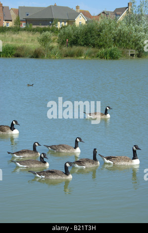 Volée d'outardes natation sur le lac Ewart Cambourne Parc Pays Angleterre Cambridgeshire Banque D'Images