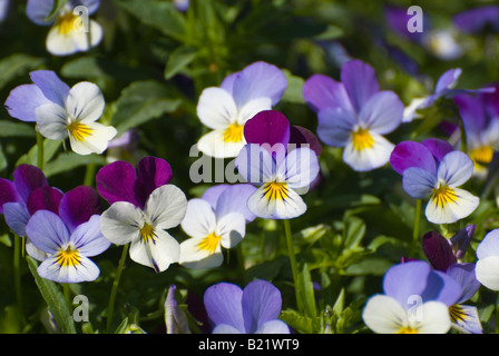 Gros plan du jardin en fleurs pensées Banque D'Images