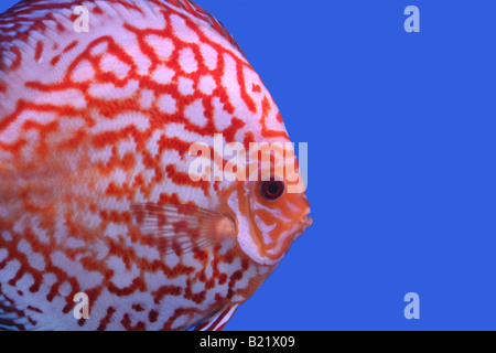 Un discus (Symphysodon sp.), le sang de la souche Pigeon. Banque D'Images