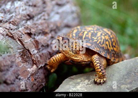 Tortue tabatière (Terrapene carolina) Banque D'Images